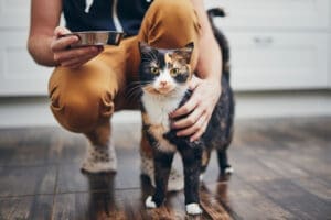 A cat owner pets their Tortoiseshell cat who is looking at the camera