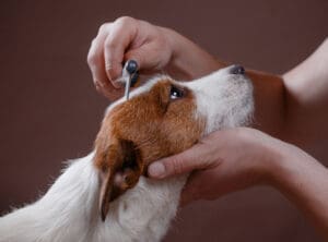 A pet owner takes care of their dog by brushing the fur on his head