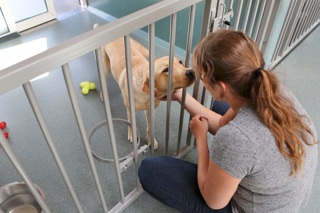 A labrador retriever is pet through a child-proof gate in a kennel