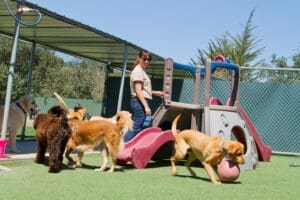 A number of dogs play outside of a boarding facility in an area with toys and shade while a woman watches over them.