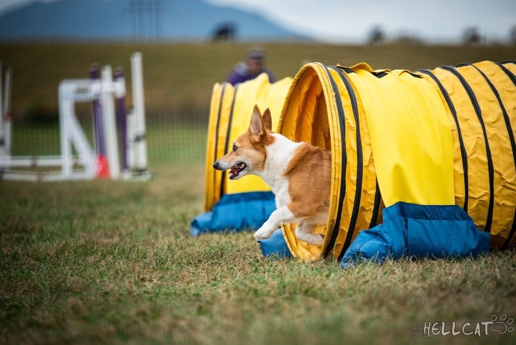 dog coming out of a tunnel