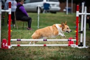 dog jumping over a hurdle