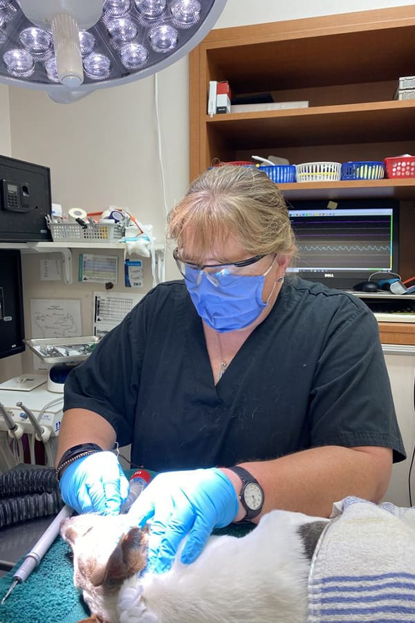 Veterinary technician Amy performing dental surgery