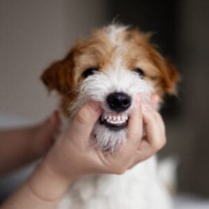 A small Russell Terrier having its teeth examined