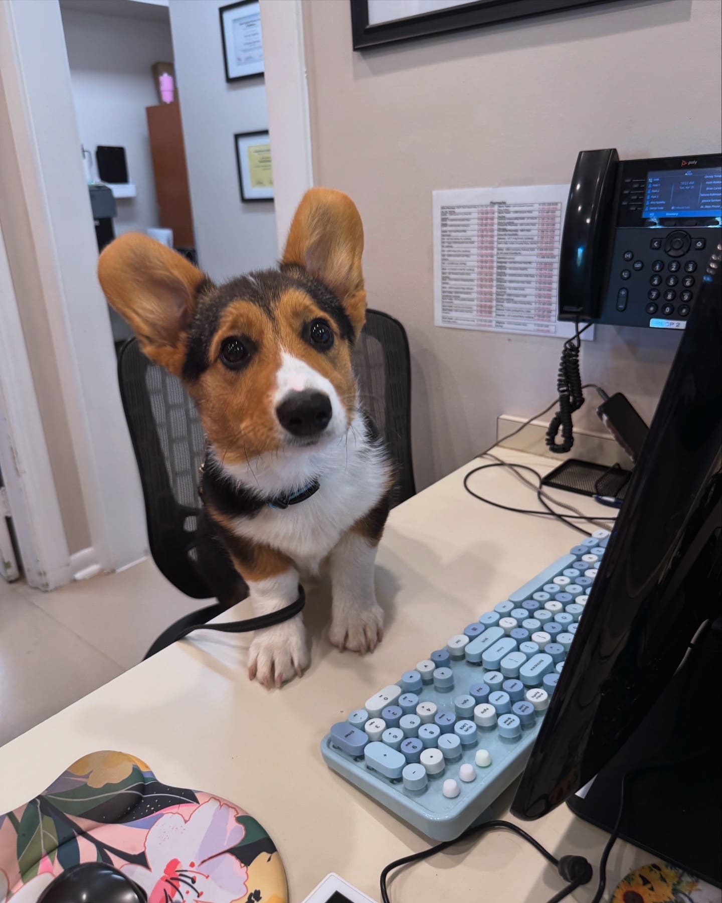 A tri-colored corgi working at the front desk.