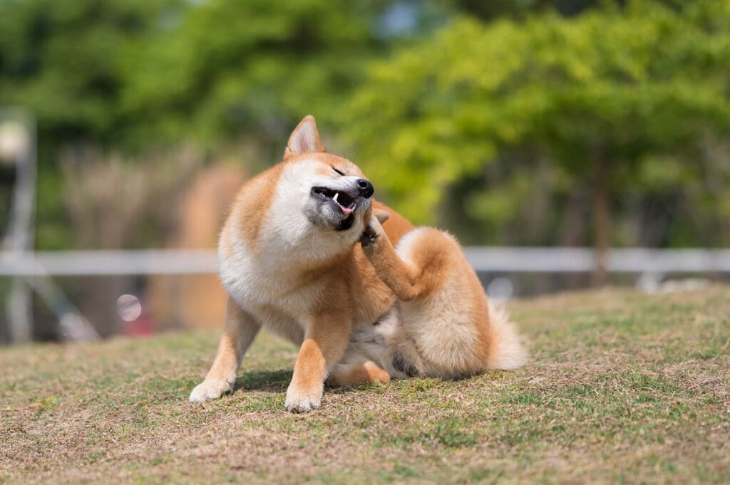 A Shiba Inu dog scratching his pears because of pet allergies in a dog park.