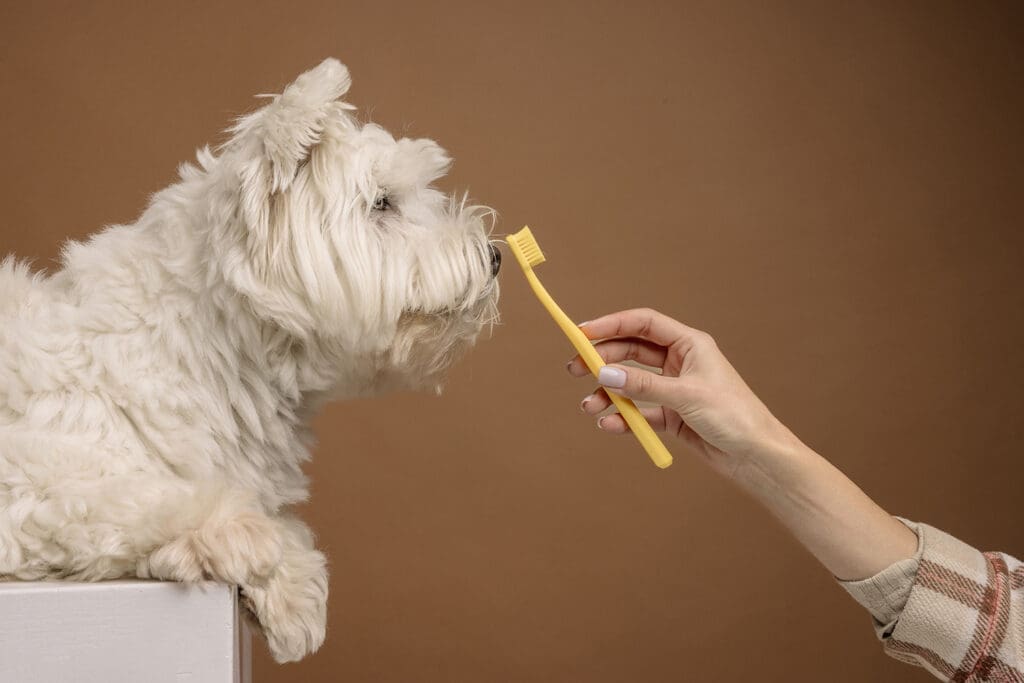 Owner holding a toothbrush in front of a small fluffy dog.