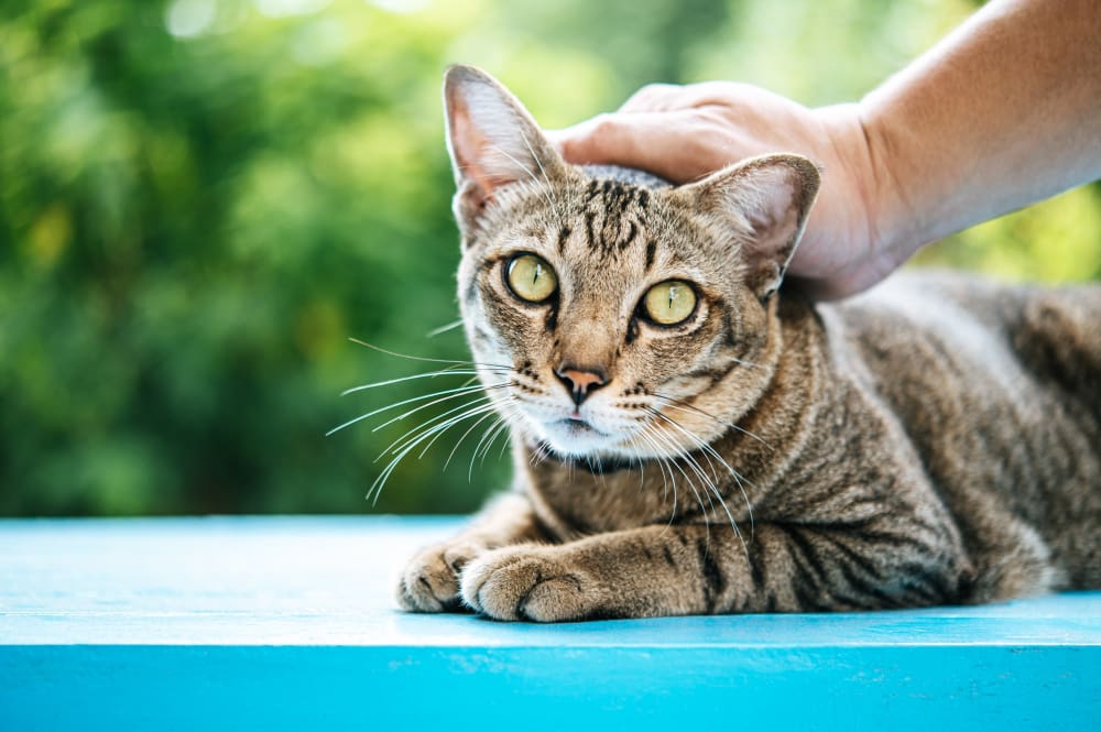 cat wellness