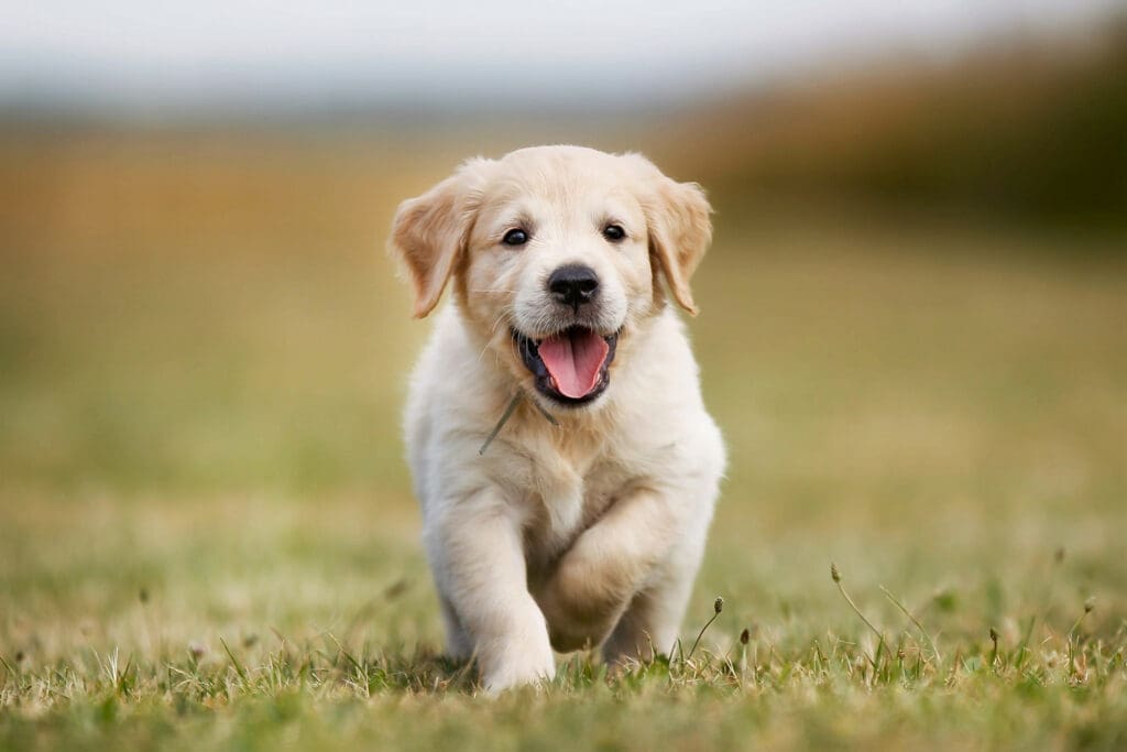 Golden retriever puppy playing on green grass.