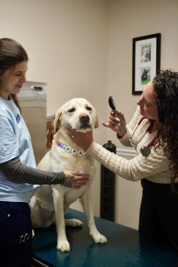 A vet inspecting a dog.